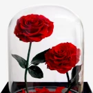 Giant Timeless Rose - Standard