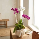 Élouen Orchids - Standard