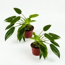 Twin Philodendron Temptation Plant. - Standard