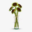 De-Petaled Sunflower Bunch