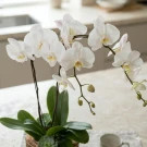 Valerique Double Stem Orchid - White