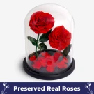 Giant Timeless Rose - Standard
