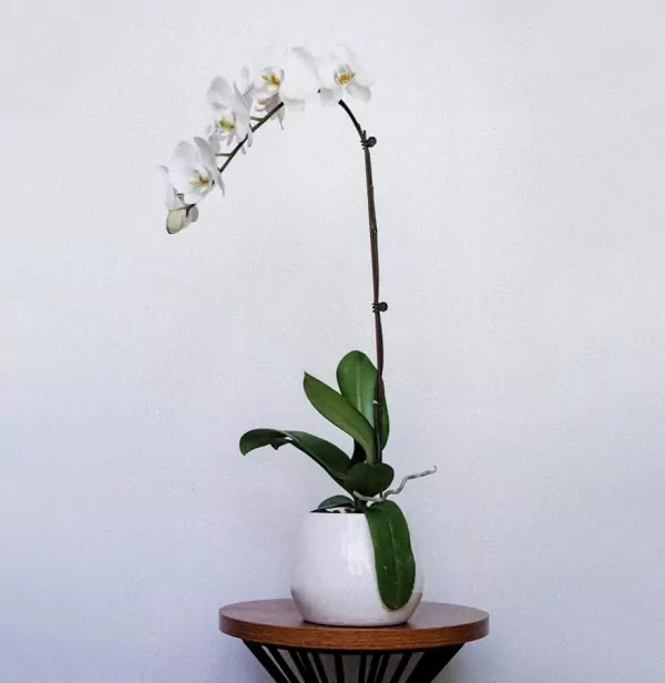 default
