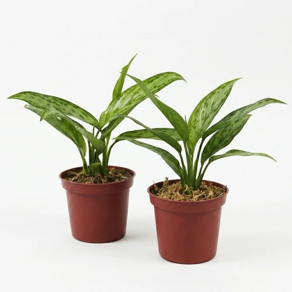 Twin Silver King Plant. - Standard