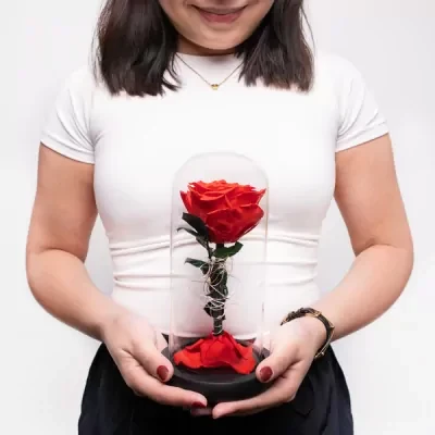 Beauty and the Beast Rose.