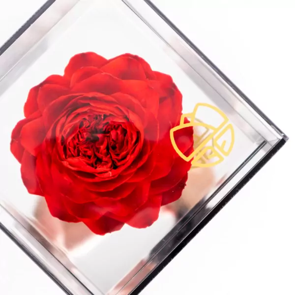 Preserved Peony in Mirror Box - Red