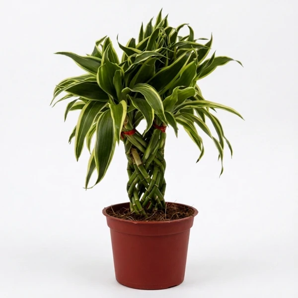 Lucky Bamboo - Standard