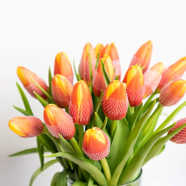 Red-Orange Tulips (20 Stems) - Standard
