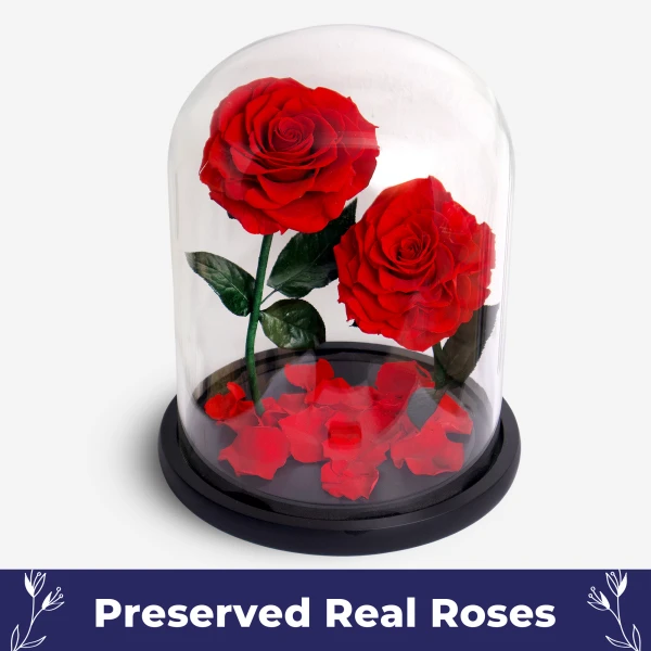 Giant Timeless Rose - Standard