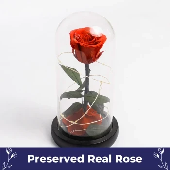 Beauty and the Beast Rose.