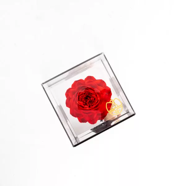 Preserved Peony in Mirror Box - Red