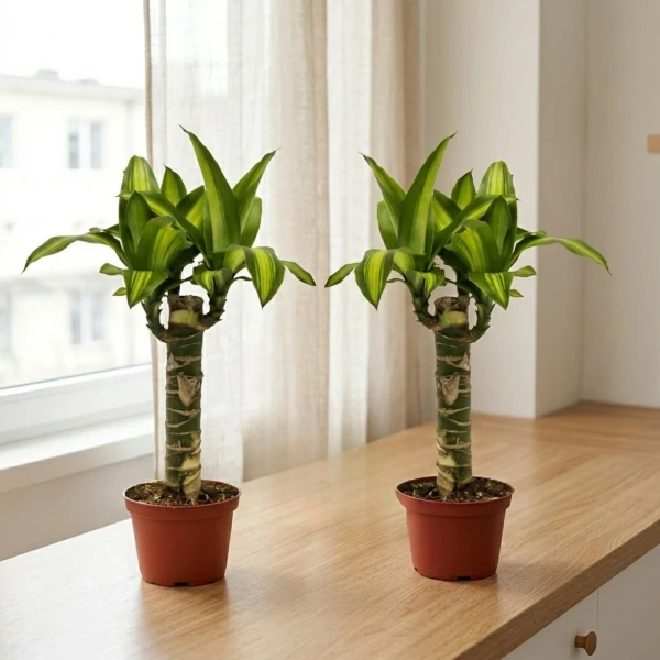 Twin Fortune Plant - Standard
