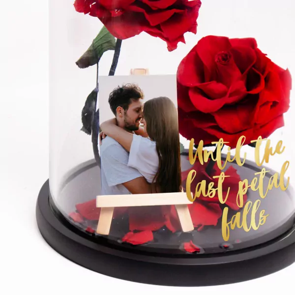 Rose of Timeless Love - Standard