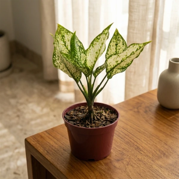 Aglaonema Snow White - Standard