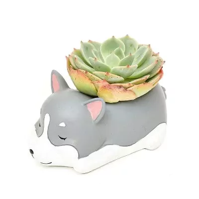 Echeveria Cat - default