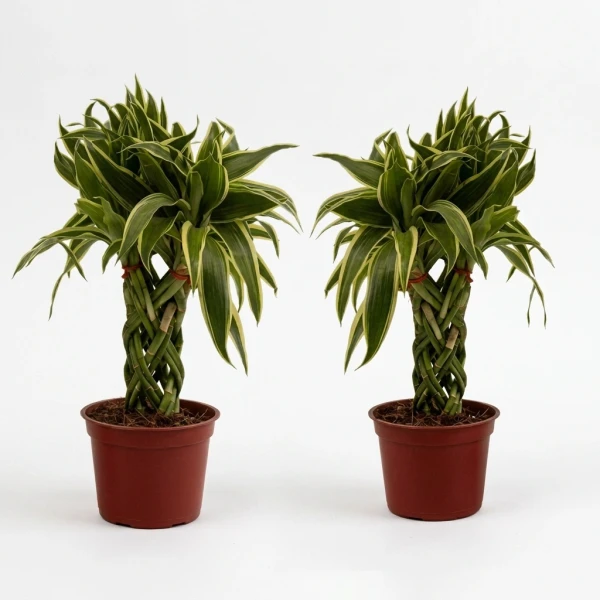 Twin Lucky Bamboo Plant. - Standard