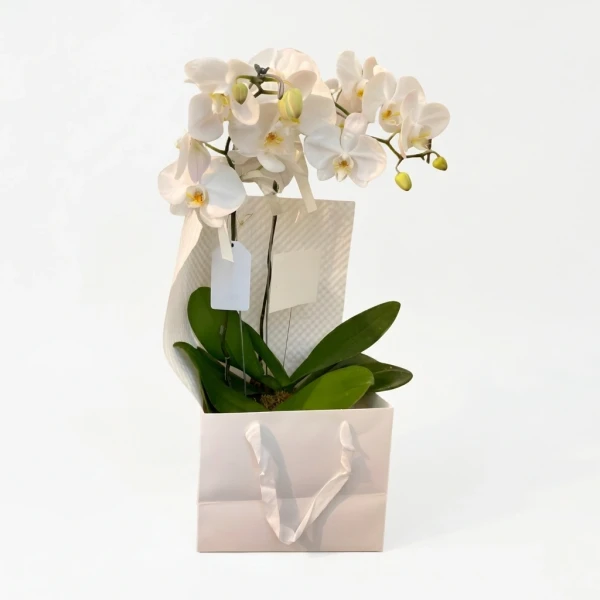 Lumière Orchids - Standard