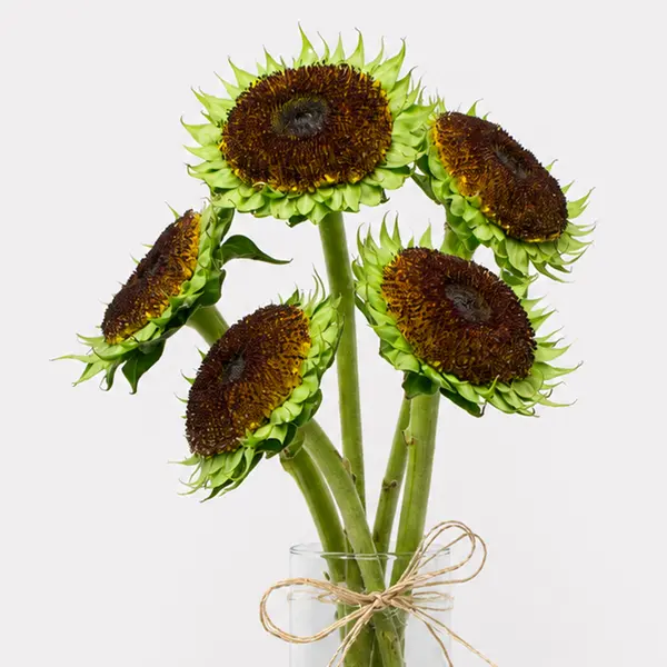 De-Petaled Sunflower Bunch 2