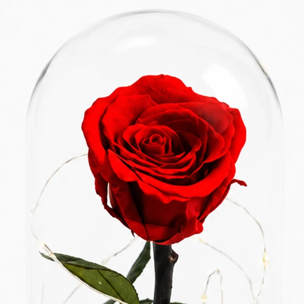 Red rose in glass dome with black base, preserved flower arrangement