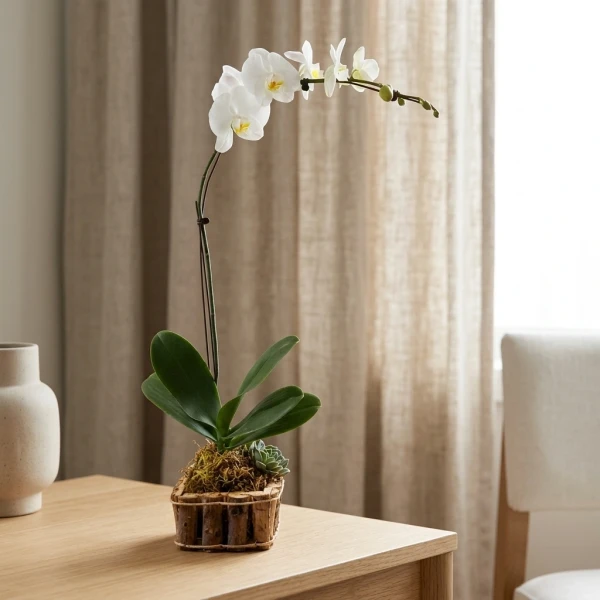 Orléane Single Stem Orchid - White