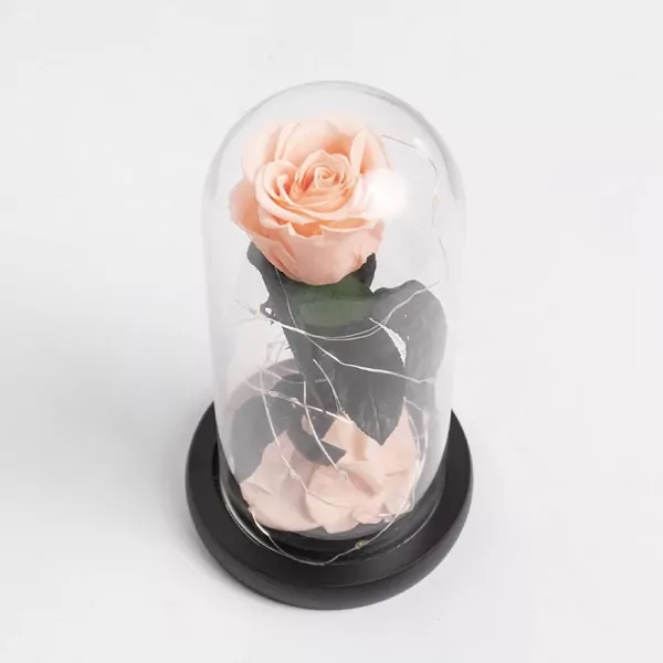 Coral Charm - Default
