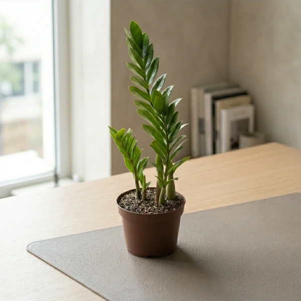 Zamioculcas Zamiifolia - Standard