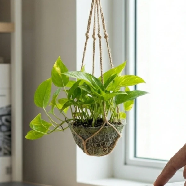 Hanging Golden Pothos - Standard