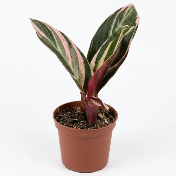 Calathea Triostar - Standard