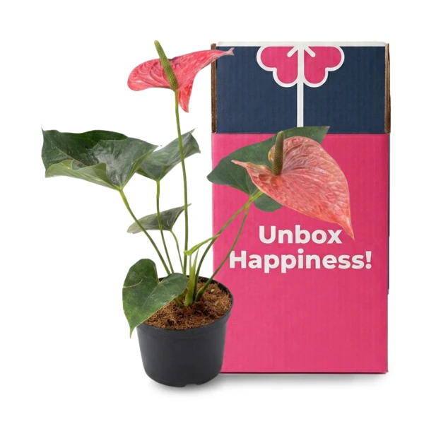 Anthurium Laceleaf - Online Gift Delivery - Philippines Online Flowers -  FlowerStore.ph | Same-Day Flower Delivery