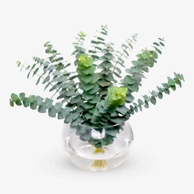 Eucalyptus Bowl
