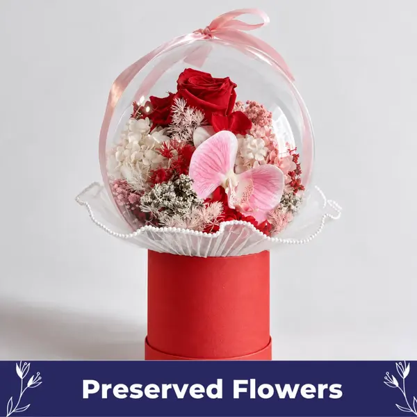 Rosy Carnation 1