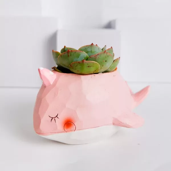 Echeveria Buy More Save More - default