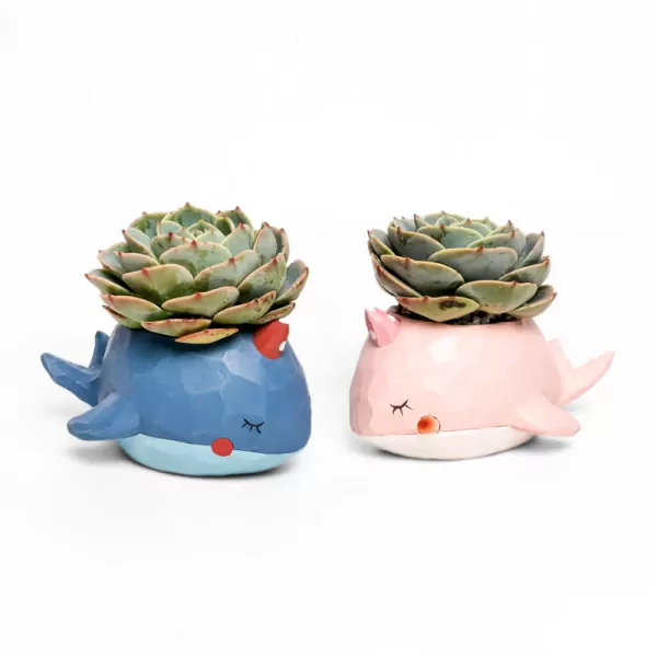 Whaley Cute Echeveria Bundle - default