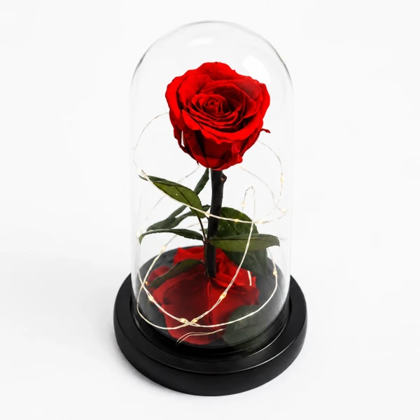 Red rose under clear glass dome with green leaves and black base
