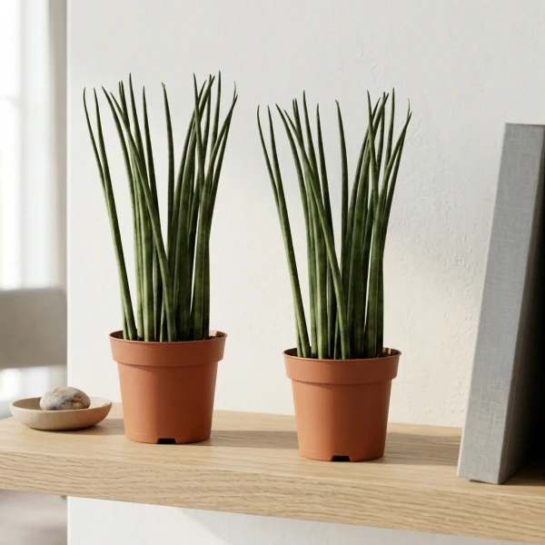 Twin Bacularis Plant - Standard