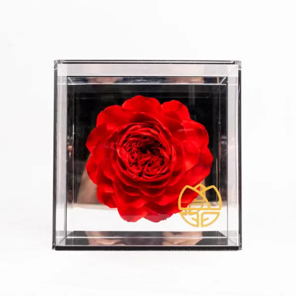 Preserved Peony in Mirror Box - Red