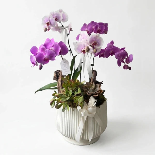 Violetta Orchids - Standard