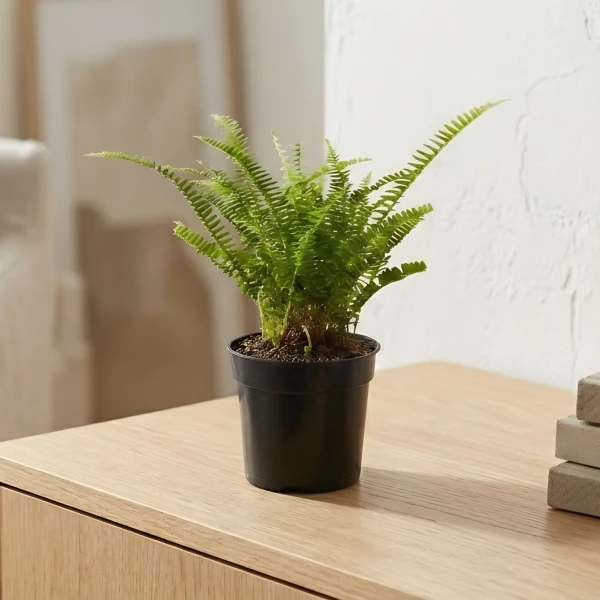 Boston Fern - Standard