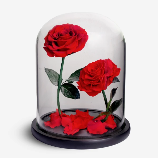 Giant Timeless Rose - Standard