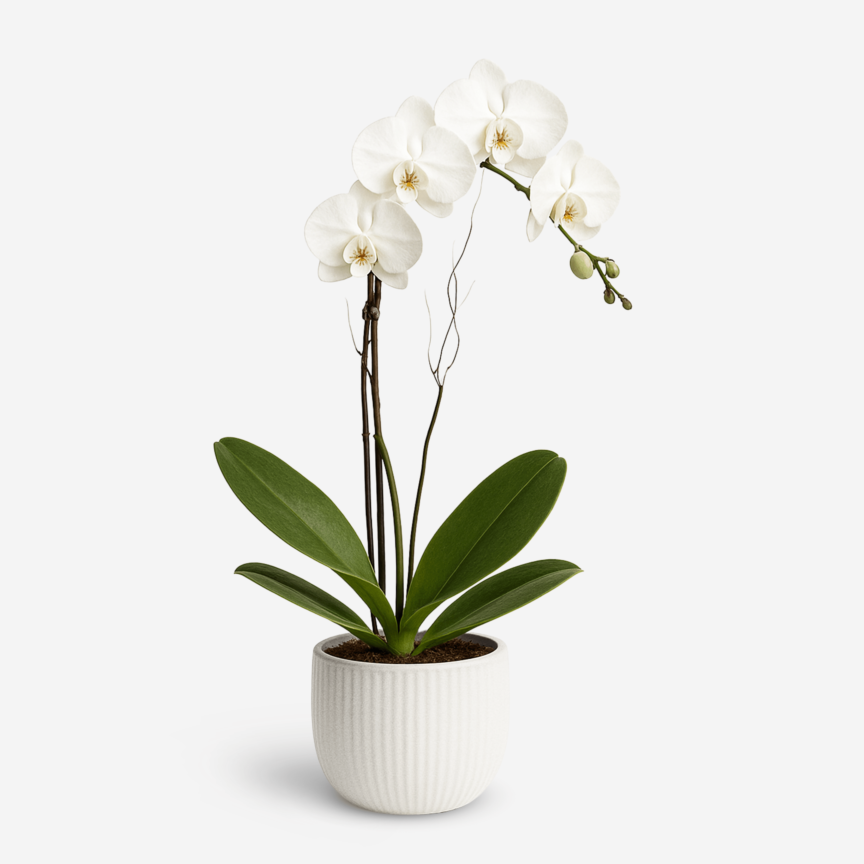 This product is a live Phalaenopsis orchid plant in a decorative pot.