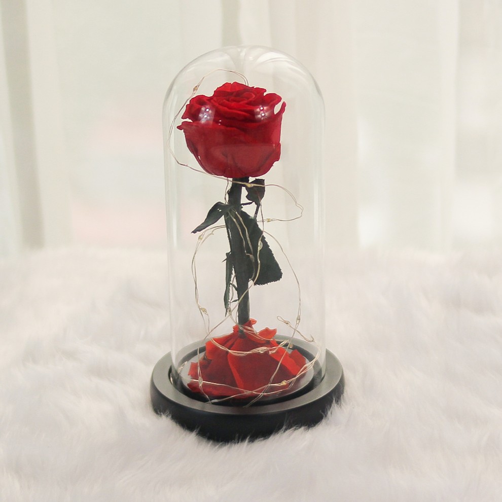 A single, vibrant red rose is preserved within a tall glass cloche, standing elegantly on a sleek black base. Thin, delicate fairy lights are coiled around the stem and draped over fallen red petals at the bottom, creating a whimsical and romantic display. The arrangement is set against a soft, white faux-fur surface and a blurred white curtain, highlighting the rich color of the rose.