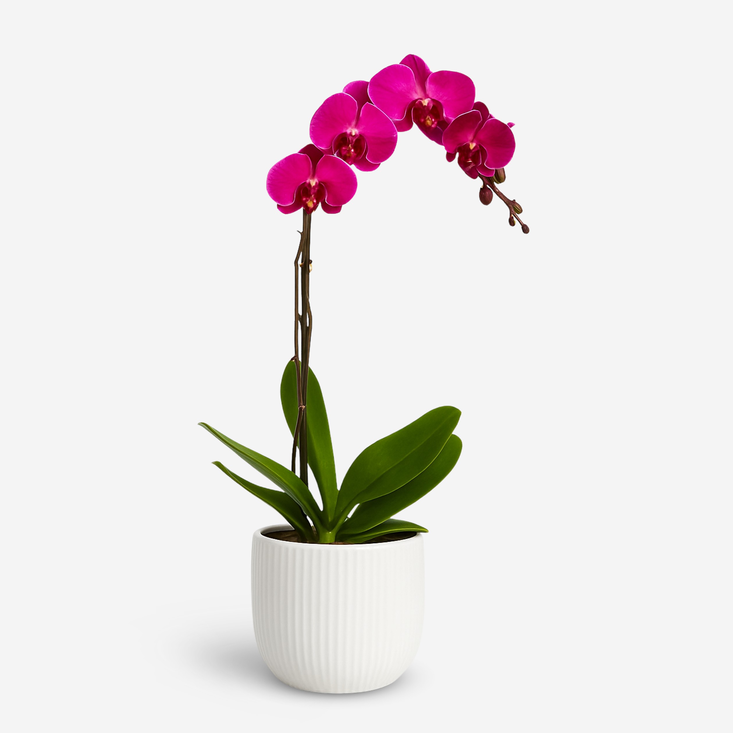 Plum Embrace Orchid introduces a touch of refined beauty to any environment.