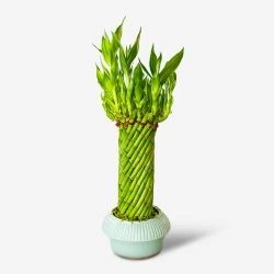 Lucky Bamboo