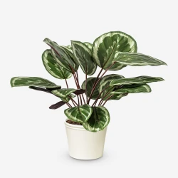 Medallion Calathea Plant