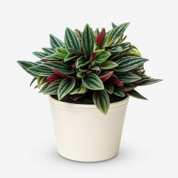 Peperomia Rosso Plant
