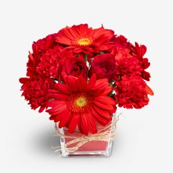 Crimson Cheer