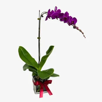 Violet Orchid