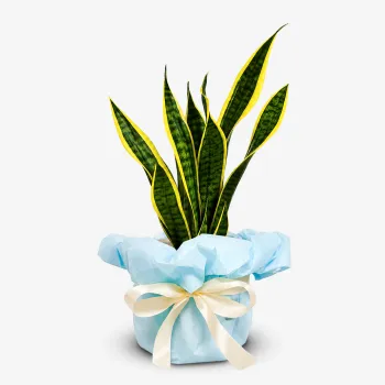Snake Plant