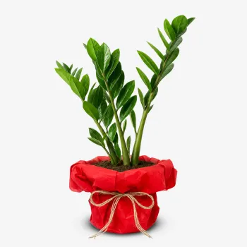 ZZ Plant