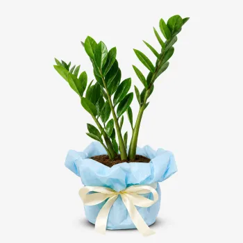 ZZ Plant